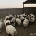 30 راس غنم نعيمي