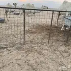 البيع شبوك ابل مستعملها