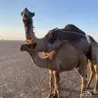 للبيع قعود