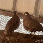 حجل رملي صفرد