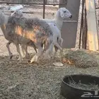 ضان مضاريع
