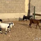 الخرج طريق حرض