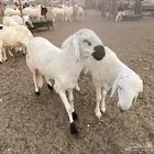 طليان سواكني دمازين