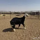 خروف نجدي