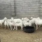 غنم مقاني للبيع