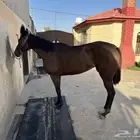 فرس