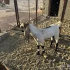 تيوس