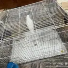 طير روز البينو عيون حمر