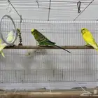 طيور حب (بادجي) للبيع