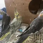 طيور كوكتيل 3 الليفه