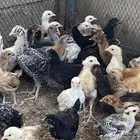فروخ دجاج مشكله بلديه.