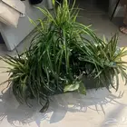 شجر صناعي للبيع