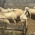 ماشاءالله الله تبارك الله العدد 12