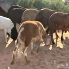 سواكنيات وبرابر حلال بر