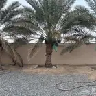 نخل صفري