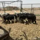 للبيع بهم نجدي