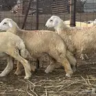 طليان صنف
