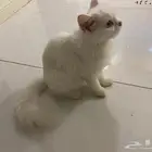 قطه للبيع ويعلم الله مافيها شي سبب البيع محتاج