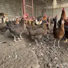 دجاج عربي اصيل ترثه بياض