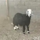 خروف نجدي بري