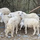 خرفان حري ذكور