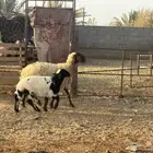 نعيم ولد
