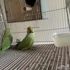 ببغاء دره
