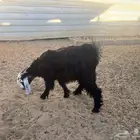 تيس مخصي عمره 7 شهور
