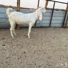 البيع عنزين دفيع مشاريك في الخرج