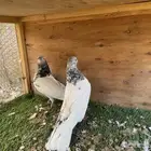 حمام بكستاني