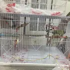 بغبغاء أليف ماشاءالله متكلم متدرب