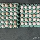 بيض بلدي