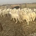طليان حريه ذبايح مغلقه شحم ماشاء الله