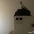 ببغاء كروان اليف العمر 9او 10 شهور تنوييه الببغاء بدون قفص