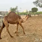 قعود للبيع