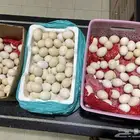 بيض بلدي