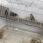 زوج روز دوبه مبيض