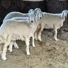 رخال درجة أولى