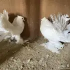رقاص هندي