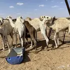حشو للبيع