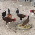 ثلاثة ديوك بلدي