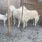 صنف الصنف
