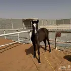 العفجه يوجد بواديك خيل تصلح لرمك