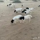برابر جذع للبيع