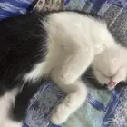 قط للتبني