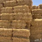 شعير حب ويوجد تبن قمح
