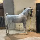 حصان بيور مصري ورق للبيع