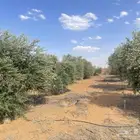 اشجار زيتون مثمرة متوفر جميع انواع والمقاسات