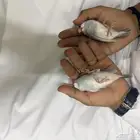 طيور جاوا زوج