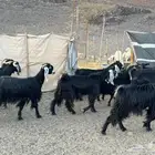 معزا عوارض( تم البيع )